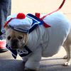 Dog Costumes on Upper East Side Will Melt Your Heart